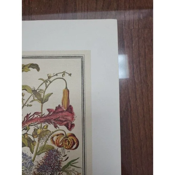 Rob Furber Gardiner At Kensington 1730 H. Fletcher "August" Month Of Flowers